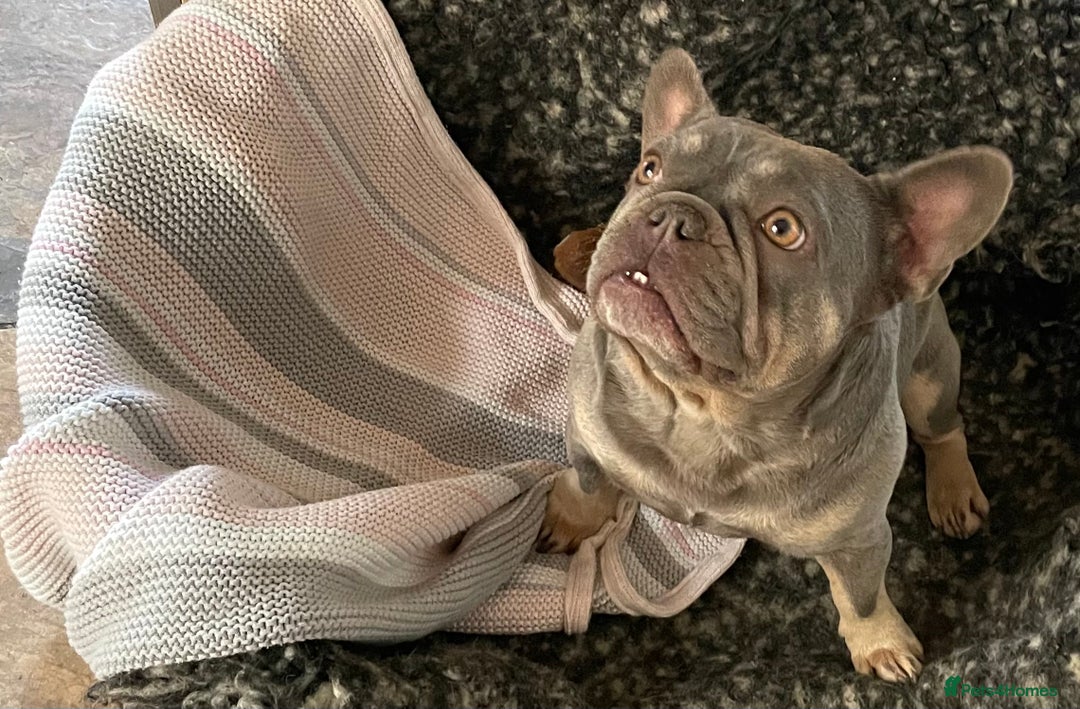 French Bulldog dogs for sale: KC REGISTERED HEALTH TESTED FRENCH BULLDOGS  - Advert 7