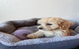 Cavachon dogs for sale: Cavapoochon 3 boys - Image 7