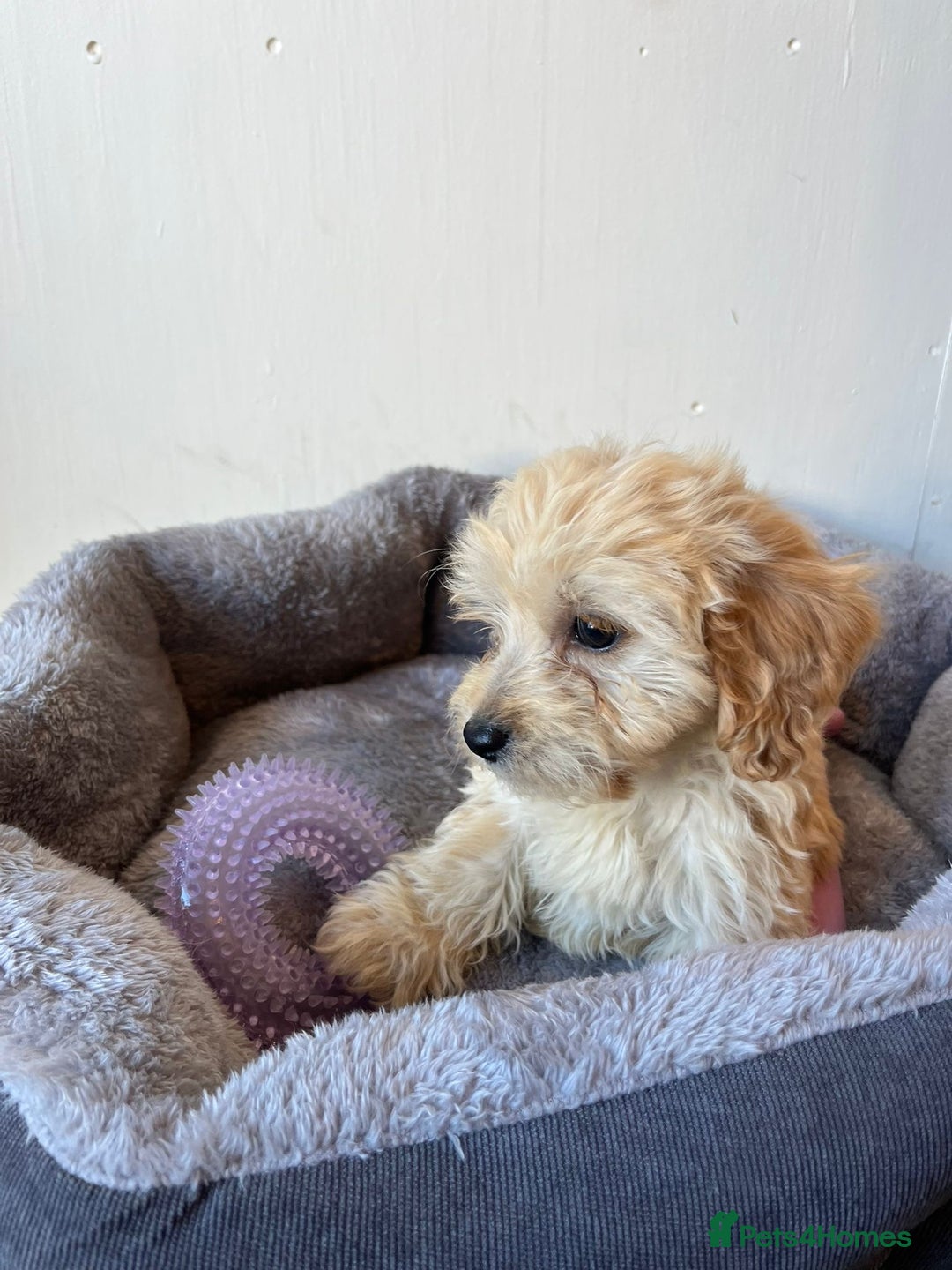 Cavachon dogs for sale: Cavapoochon 3 boys - Image 7