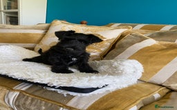 Miniature Schnauzer dogs for sale: Mrs Christiane Harrison  - Image 3