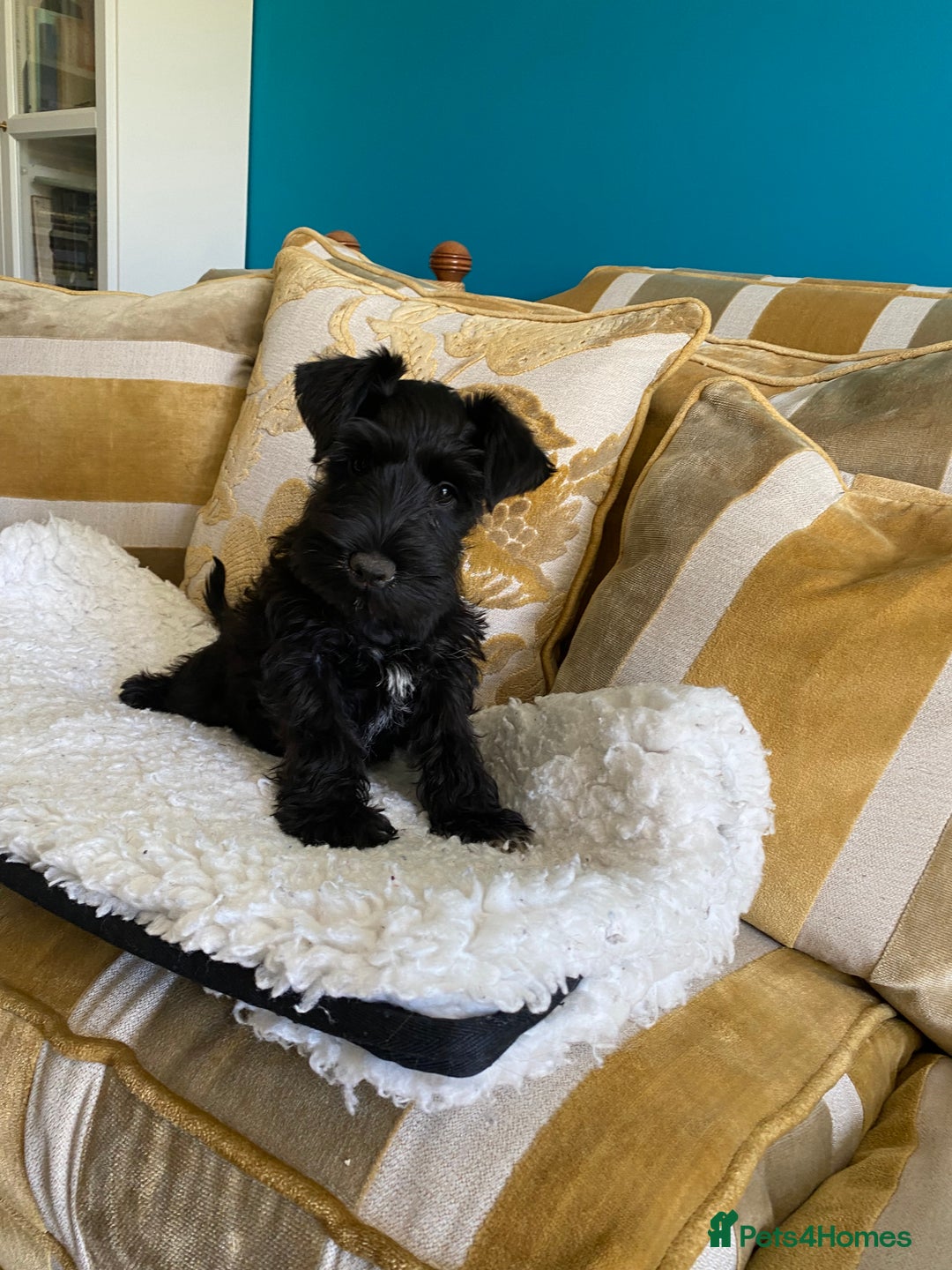 Miniature Schnauzer dogs for sale: Mrs Christiane Harrison  - Image 3