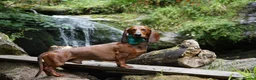 Dachshund dogs for stud: KC Standard smooth red hair dachshund  stud in Banbury - Advert 18