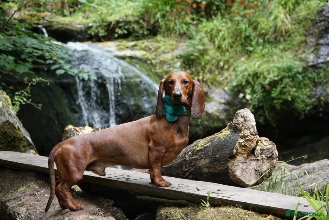 Dachshund dogs for stud: KC Standard smooth red hair dachshund  stud in Banbury - Advert 18