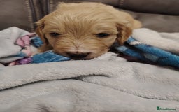 Cockapoo dogs for sale: Cockapoo puppies f2 - Image 6