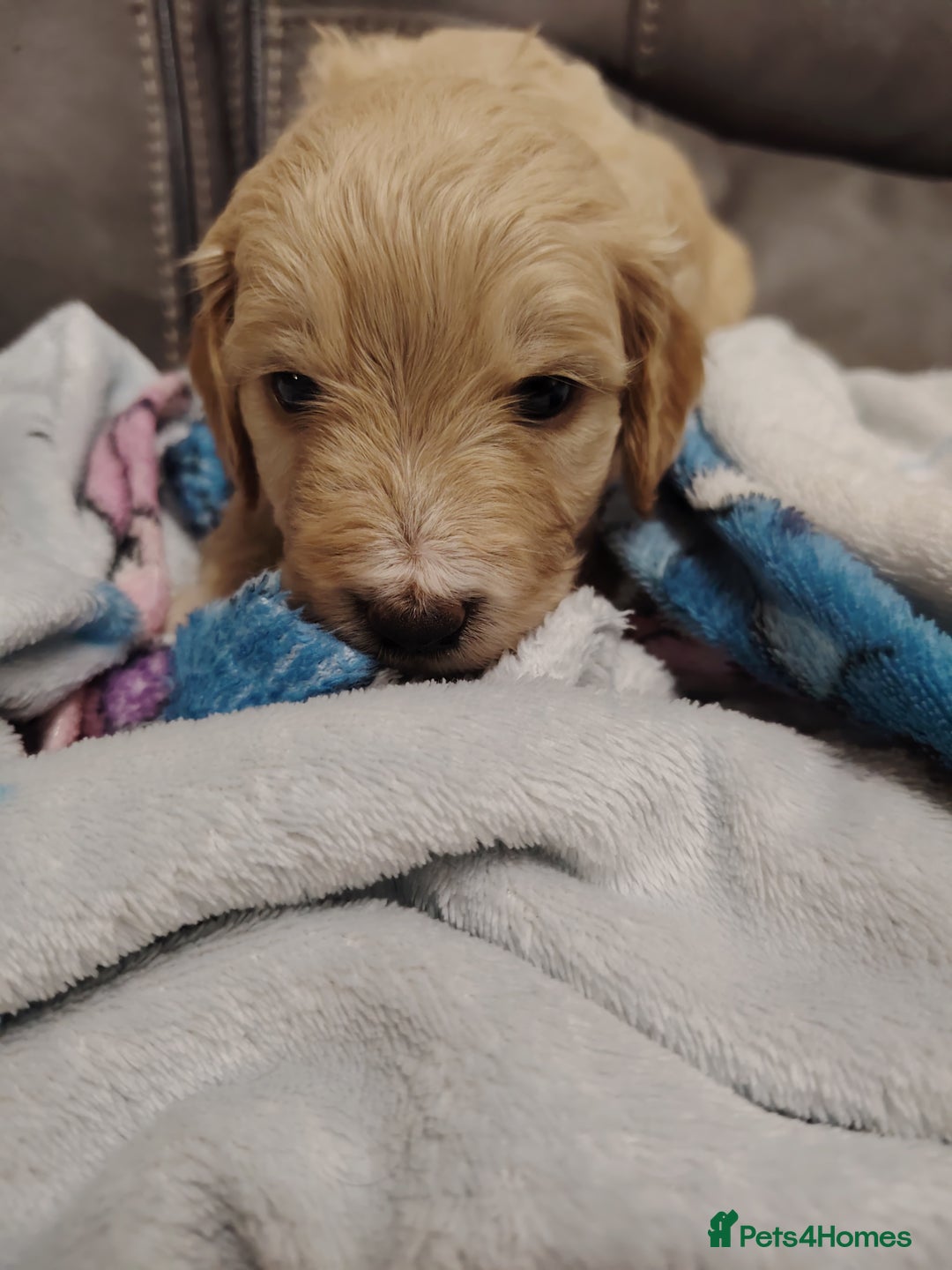 Cockapoo dogs for sale: Cockapoo puppies f2 - Image 6