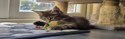 Maine Coon cats for sale: Beautiful, well handled Maincoon kittens  - Advert 18
