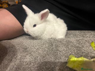 Mixed Breed rabbits 2 remaining Mini lop x lop - Advert 1