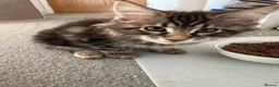 Maine Coon cats for sale: Beautiful Mainecoon kittens - Advert 9