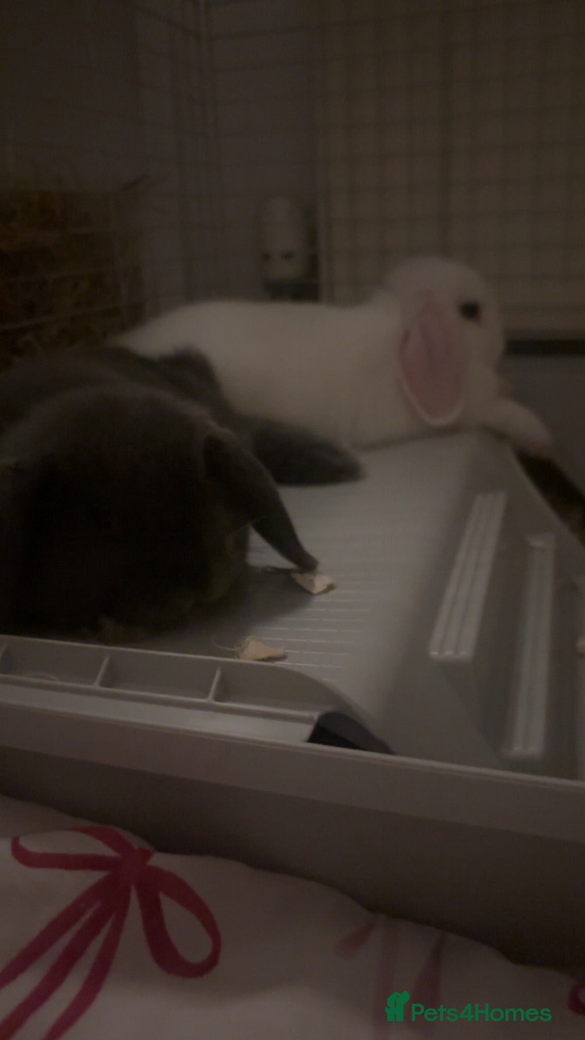 Mini Lop rabbits 2, 13 week old mini lops - Advert 2