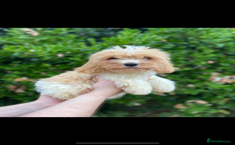 Cavachon dogs - Advert 12