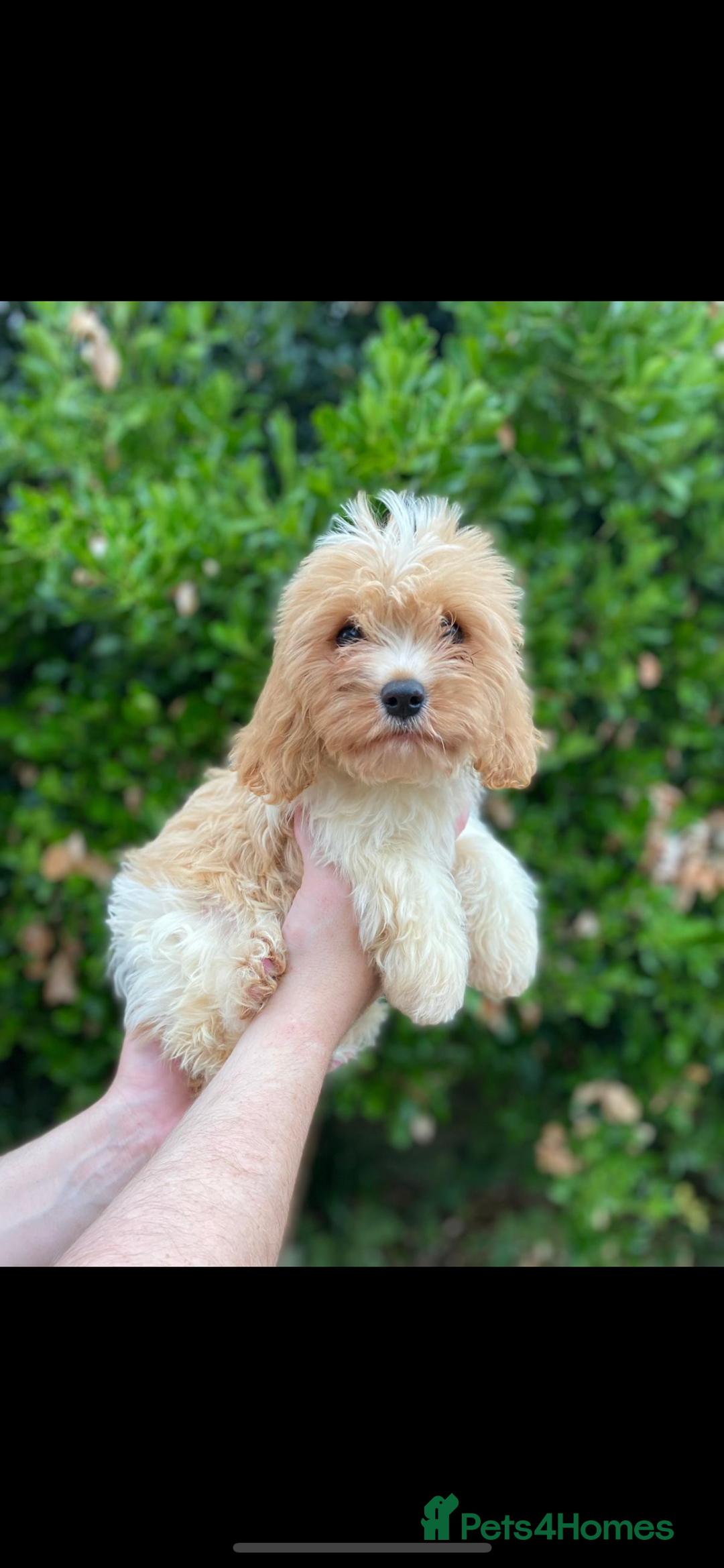 Cavachon dogs for sale: Adorable Cavachon Puppies  - Image 1