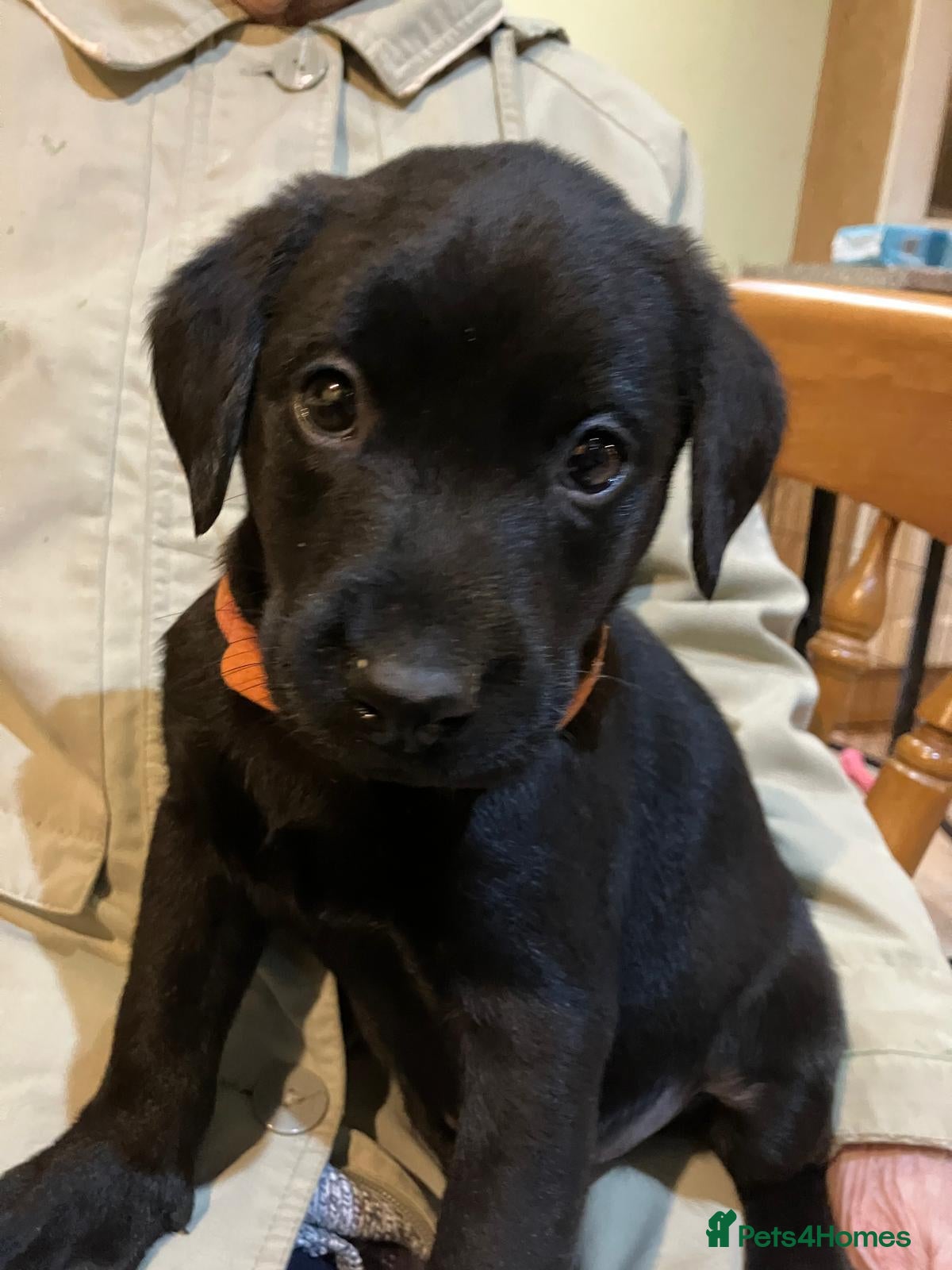 Labrador Retriever dogs LABRADOR PUPPIES FOR SALE  - Advert 18