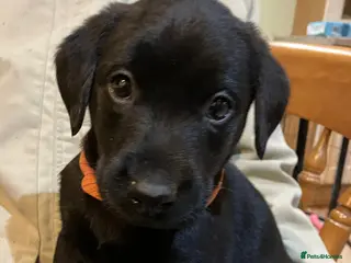 Labrador Retriever dogs LABRADOR PUPPIES FOR SALE - Advert 18