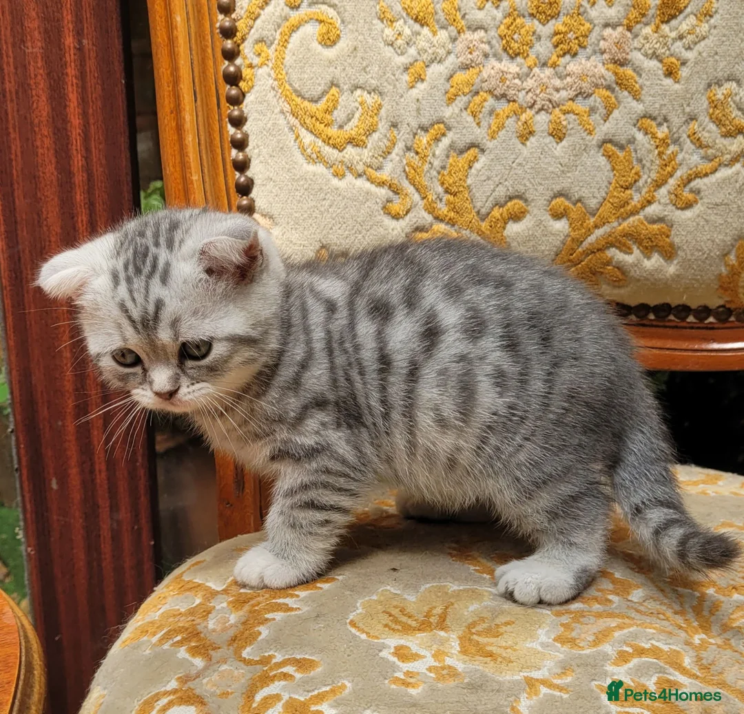 Scottish Fold cats for sale:  kittens looking for forever family  - Advert 2
