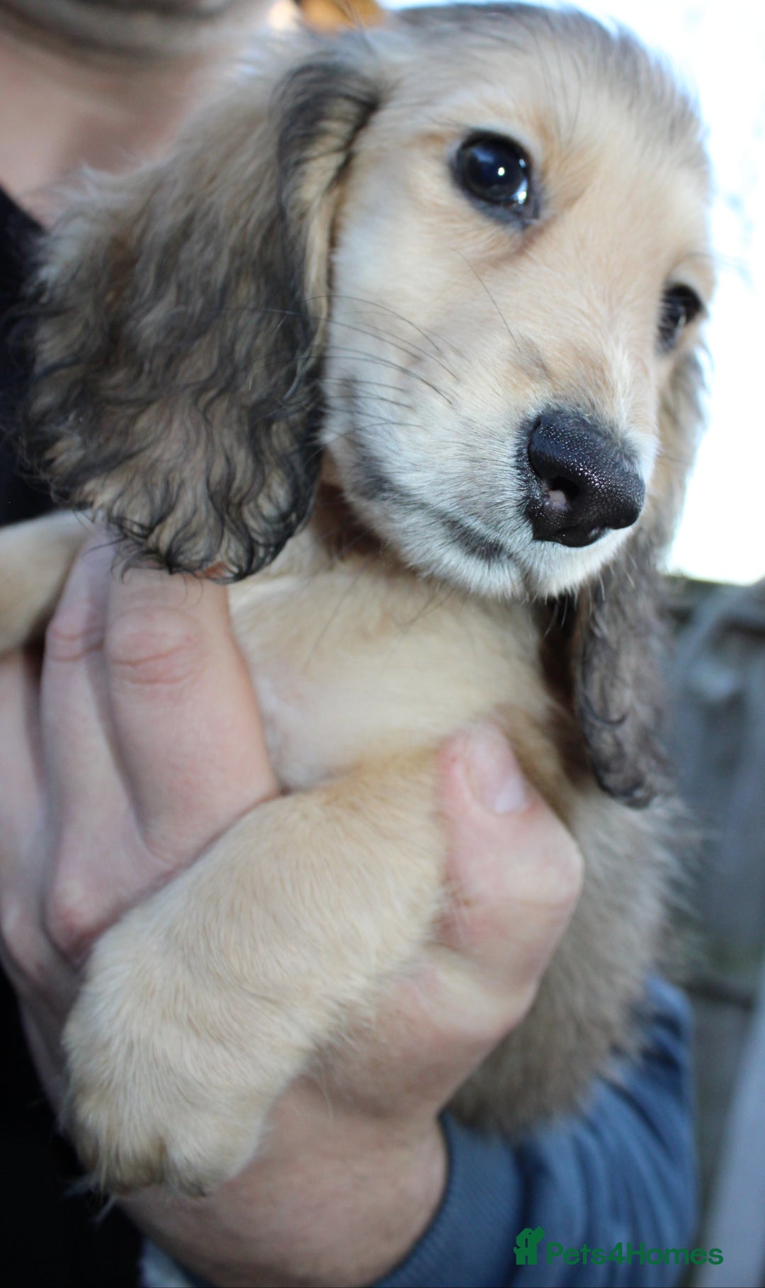 Miniature Dachshund dogs for sale: Long Hair cream  - Advert 7