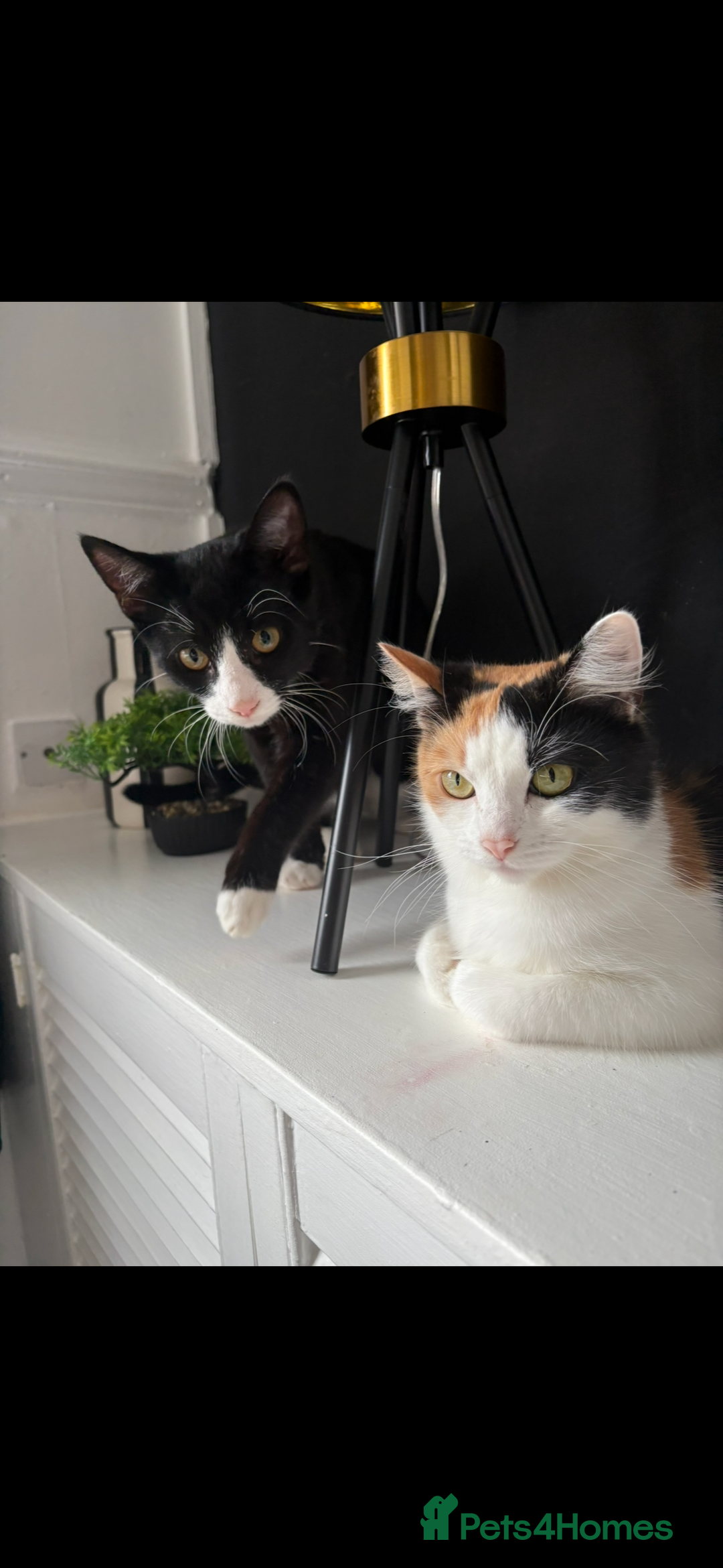 European cats for sale: American shorthair cross European shorthair kitten - Advert 3