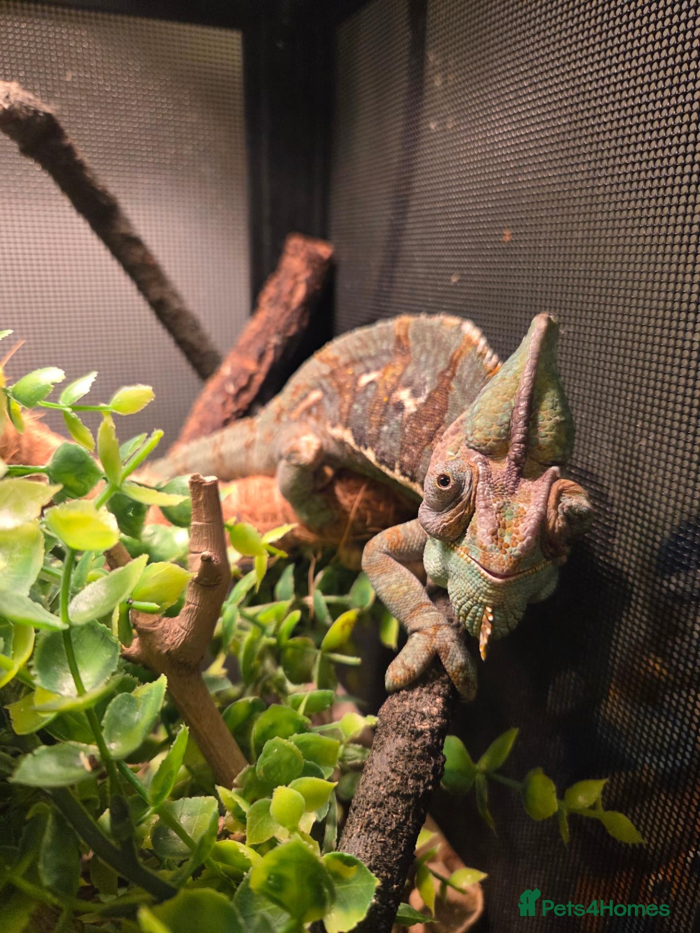 Chameleon reptiles Jimmy the Yemen Chameleon - Advert 1