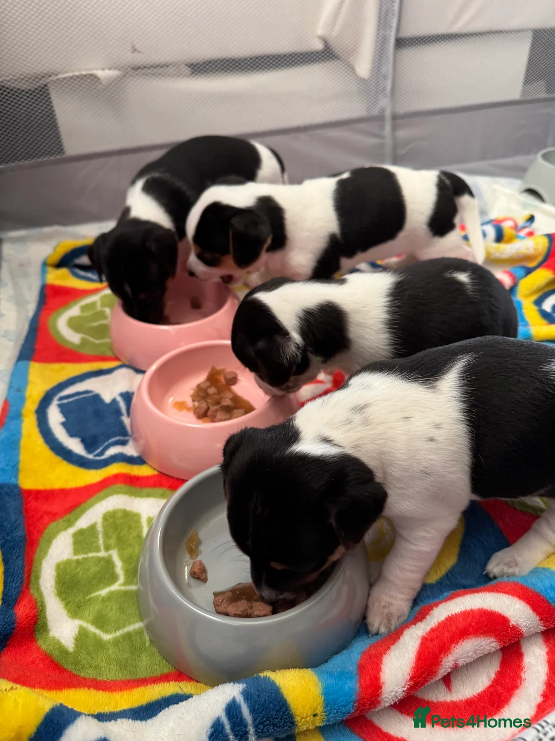 Jack Russell dogs for sale: Jack Russel puppies  - Advert 1