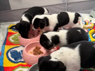 Jack Russell dogs Jack Russel puppies - Advert 7