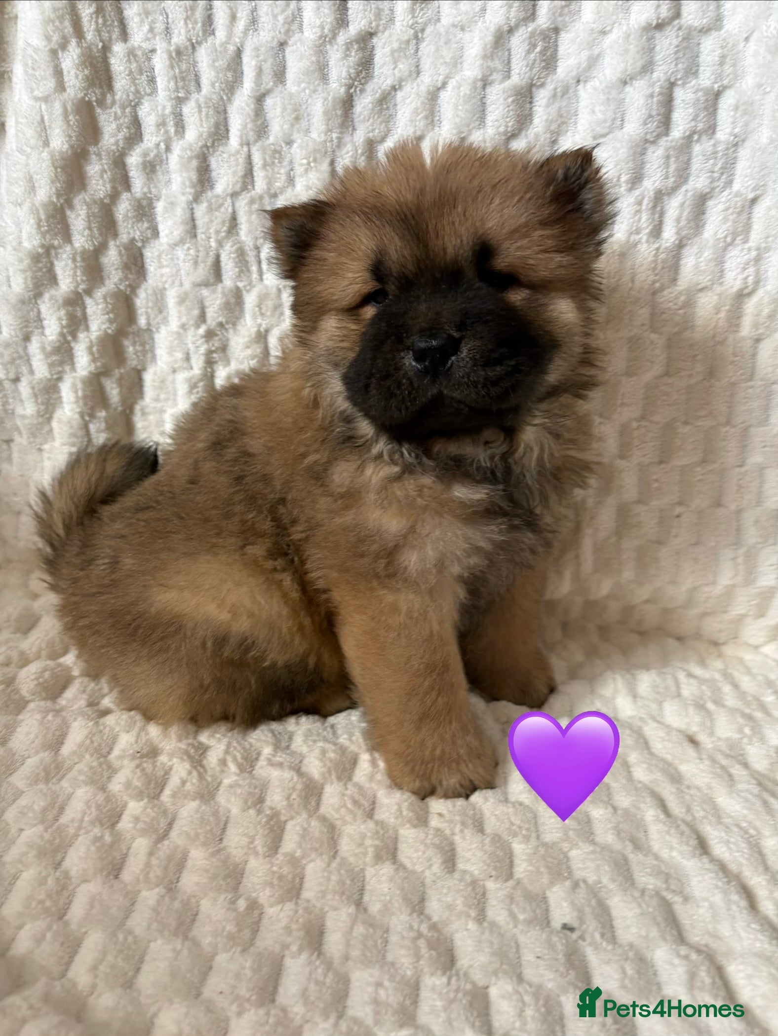 Chow Chow dogs 2 Stunning Chow Chow Puppies Left - Advert 3