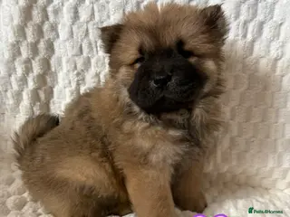 Chow Chow dogs 2 Stunning Chow Chow Puppies Left - Advert 6