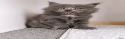 Maine Coon cats for sale: DNA health tested Maine coon kittens  - Advert 5