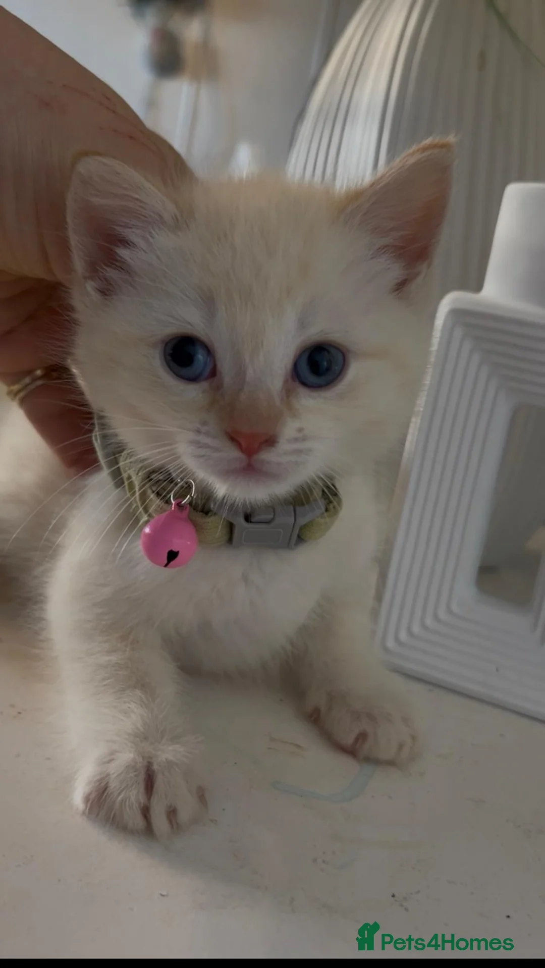 Mixed Breed cats for sale: Mix Full siamese mum dad full white car  in London - Advert 2