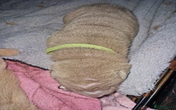 Shar Pei dogs for sale: Male Shar peis - Image 31