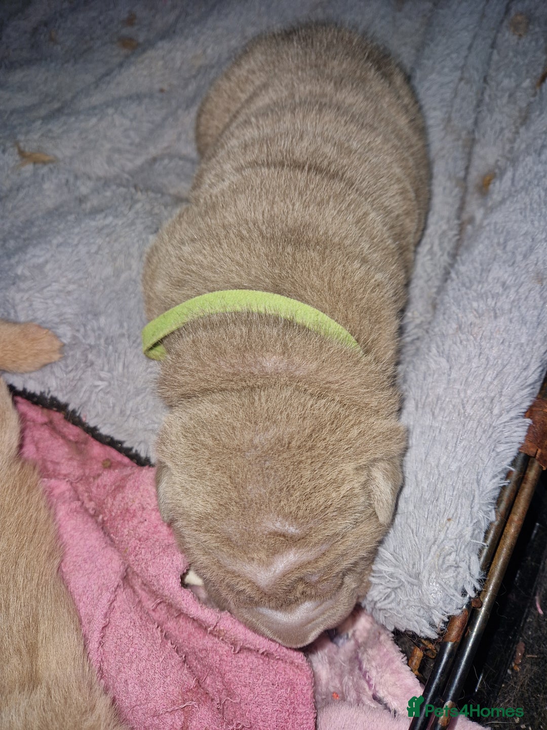 Shar Pei dogs for sale: Male Shar peis - Image 31