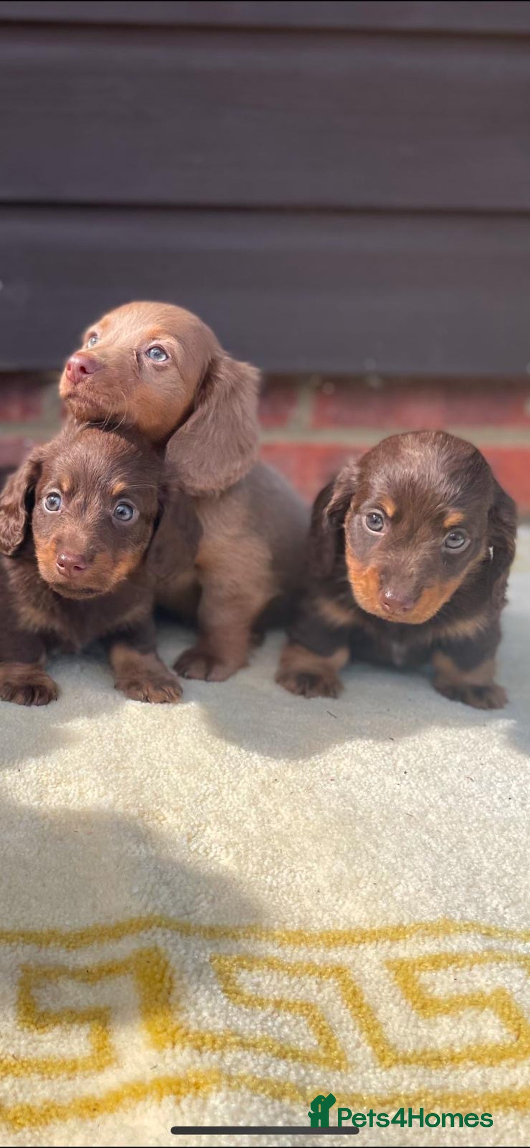 Miniature Dachshund dogs for sale: Long haired miniature Dashshund puppies  - Image 19