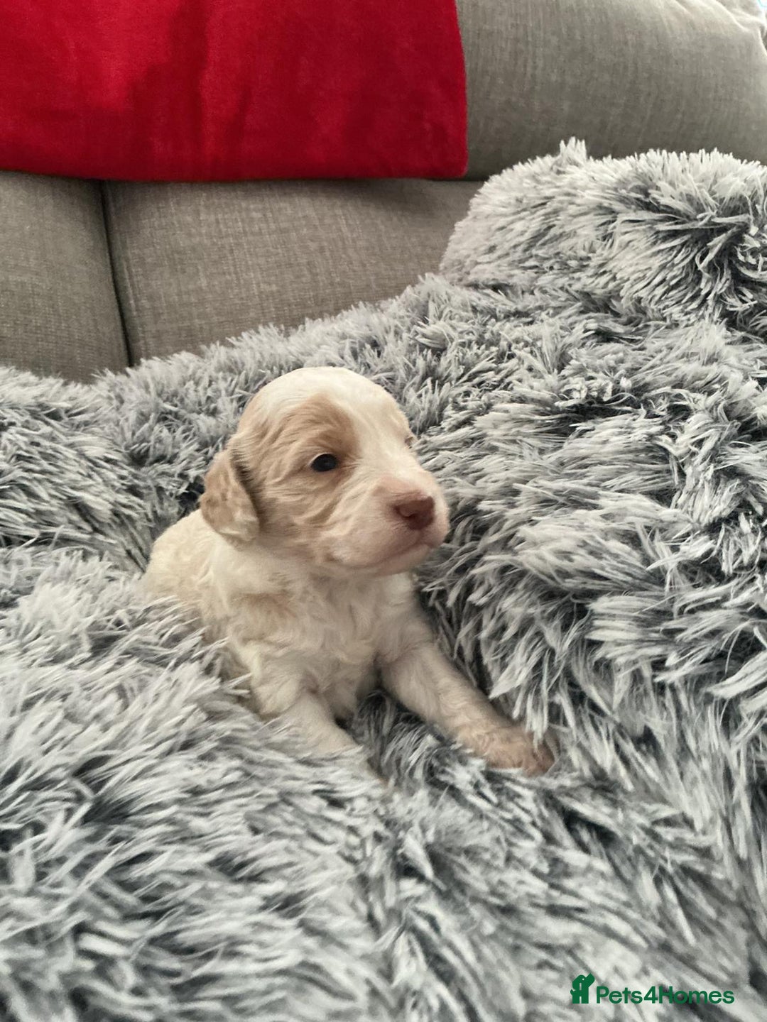 Cockapoo dogs for sale:   🐾 Cockapoo Puppies 🐶  - Image 6