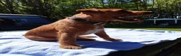 Lakeland Terrier dogs for stud: Stunning Red Lakeland Terrier from working lines in Newark - Advert 7