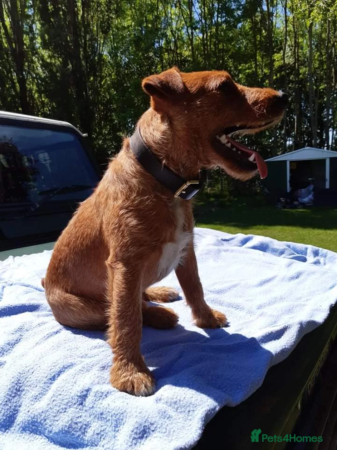 Lakeland Terrier dogs for stud: Stunning Red Lakeland Terrier from working lines in Newark - Advert 7