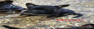German Shepherd 6