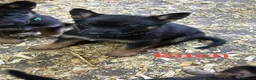 German Shepherd dogs for sale: German Shepherd Pups  - Advert 11