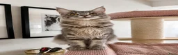 Maine Coon cats for sale: Pedigree Massive TICA registered kittens  - Advert 3
