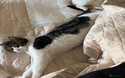 Domestic Shorthair cats for sale: Heartbreakingly a marriage breakup forces rehome - Image 14
