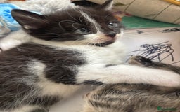 Domestic Shorthair cats for sale: Beautiful shorthair mixed colour kittens  - Image 16