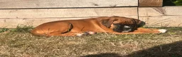 Boxer dogs for sale: Gorgeous litter of boxer puppies 🐶  - Advert 6