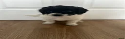 Mixed Breed dogs for sale: Ready Now Shihpoo X Sproodle in Birmingham - Advert 4