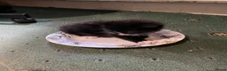 Domestic Shorthair cats for sale: 12-Week-Old Tuxedo Kitten (read description) - Advert 7