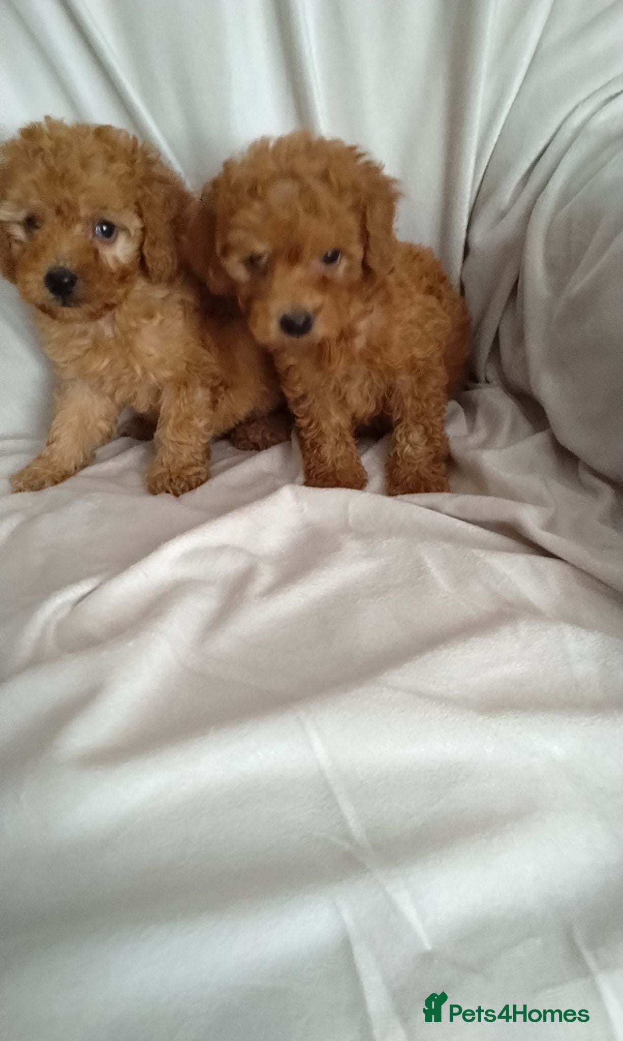 Toy Poodle dogs Toy poodle puppies  - Advert 3