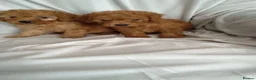 Toy Poodle dogs for sale: Toy poodle puppies  - Advert 10