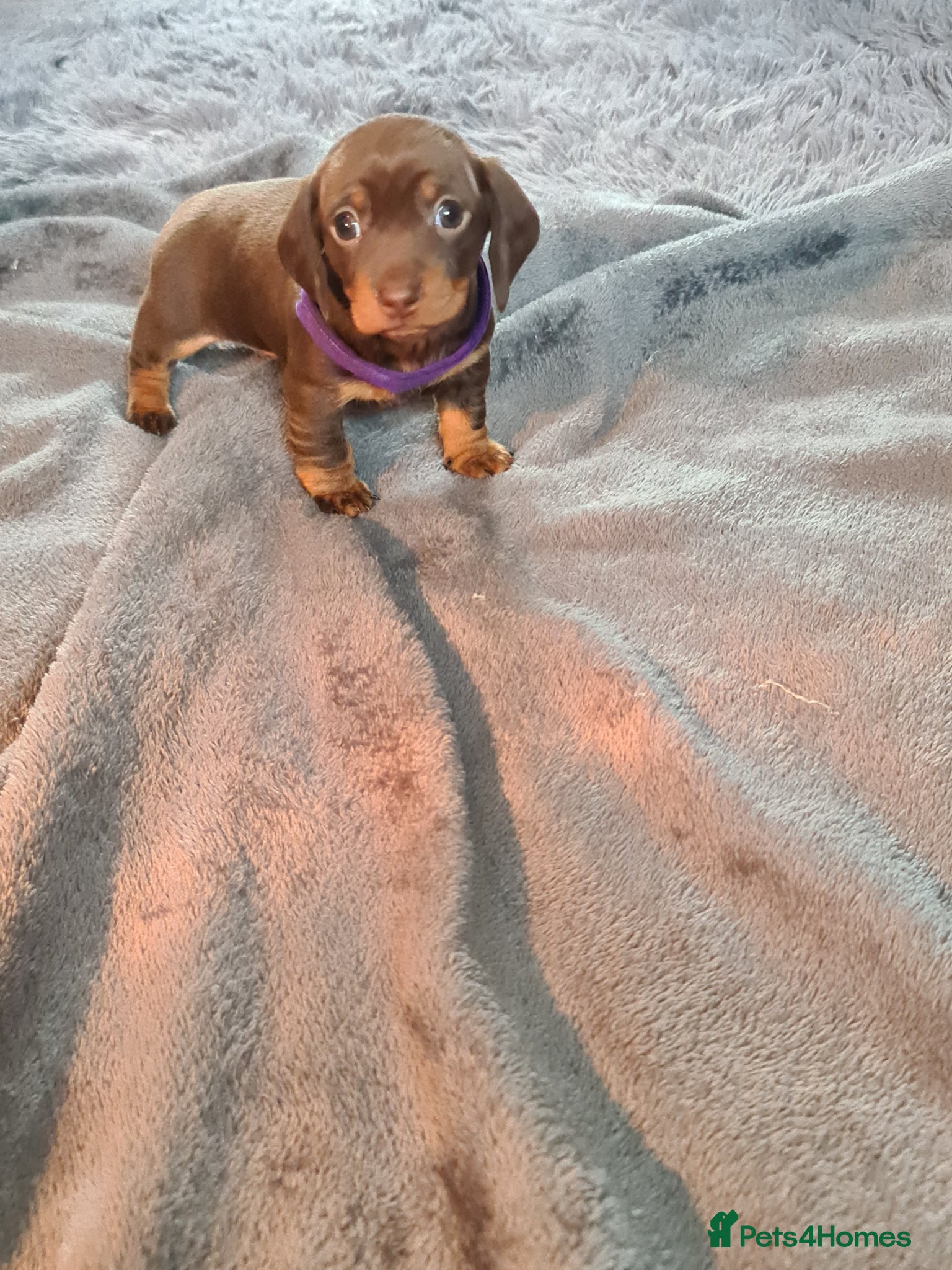 Miniature Dachshund dogs KC Registered Miniature Dachshund Puppies  - Advert 2