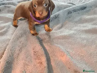 Miniature Dachshund dogs KC Registered Miniature Dachshund Puppies - Advert 2