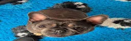 French Bulldog dogs for adoption: Stella - In Ayr Looking for a Home  - Advert 7