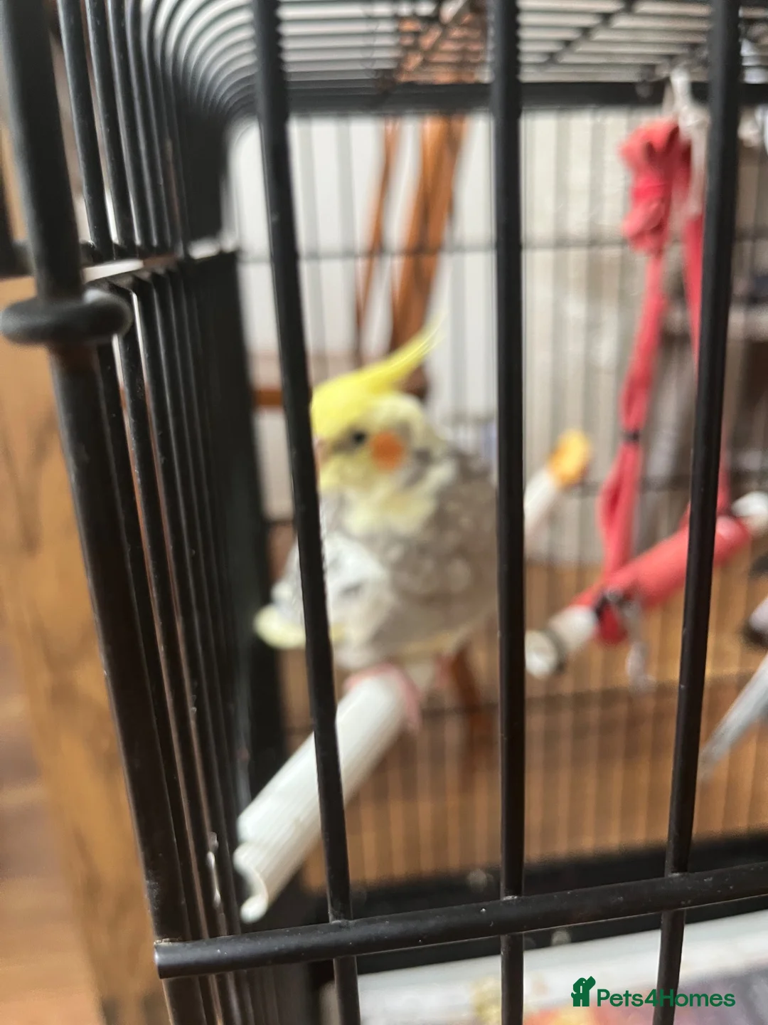 Cockatiels birds for sale: 2 birds 8 weeks old with cage and everything  in Greenford - Advert 7