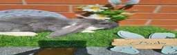 French Lop rabbits for sale: Giant French Lop babies with imported parents - Advert 8