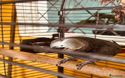 Parrots birds for sale: African grey parrot  - Image 3