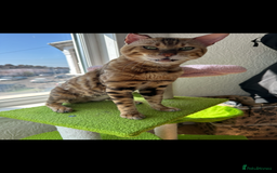 Bengal cats for stud: Bengal Stud Available🌟Hurry before spayed!🤍 in Ilford - Image 3